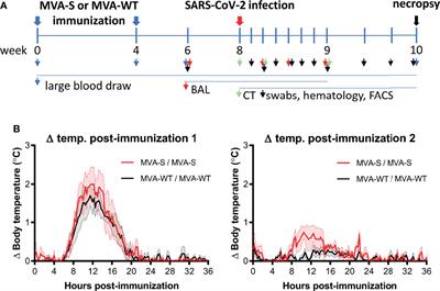Poxvirus MVA Expressing SARS-CoV-2 S Protein Induces Robust Immunity and Protects Rhesus Macaques From SARS-CoV-2